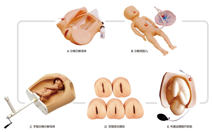 腹部觸診、分娩機轉(zhuǎn)綜合模型KAS/F54