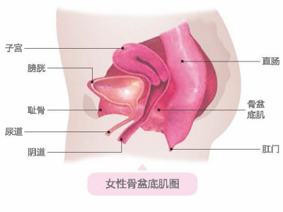 盆底康復(fù)