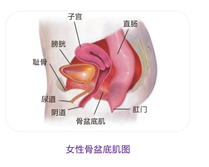 盆底肌訓(xùn)練儀