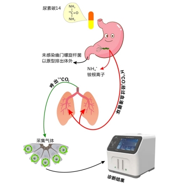 幽門螺桿菌c14.png