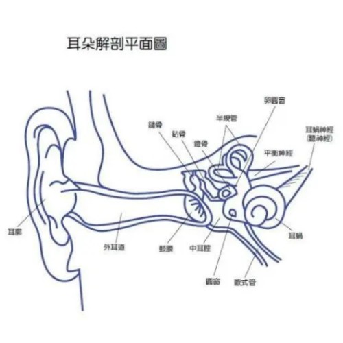 聽力篩查原理.jpg