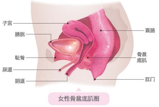盆底肌康復(fù)治療