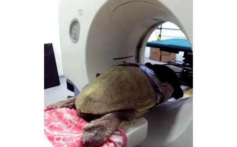小動物CT