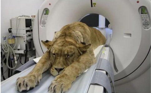 小動物CT